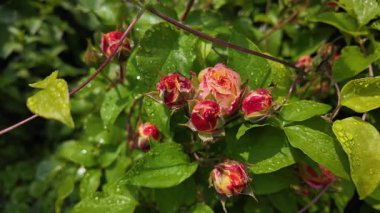 Yazın yağmurdan sonra yapraklara su damlaları damlayan çiçek tomurcukları ile nemli gül bitkisi. Yağmur damlalı gül goncası, seçici odağı kapat, yavaş çekim videosu.