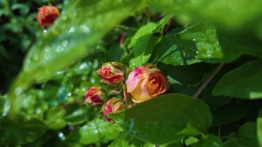 Yazın yağmurdan sonra yapraklara su damlaları damlayan çiçek tomurcukları ile nemli gül bitkisi. Yağmur damlalı gül goncası, seçici odağı kapat, yavaş çekim videosu.
