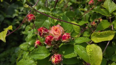 Yazın yağmurdan sonra yapraklara su damlaları damlayan çiçek tomurcukları ile nemli gül bitkisi. Yağmur damlalı gül goncası, seçici odağı kapat, yavaş çekim videosu.