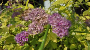 Sarı yapraklı Bush. Sarı bir çalılıkta mor çiçekler. Mavi kızılötesi ışınlar. Güzel bitki. Sıra dışı bir çiçek. Yavaş çekim videosu.
