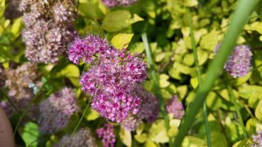 Sarı yapraklı Bush. Sarı bir çalılıkta mor çiçekler. Mavi kızılötesi ışınlar. Güzel bitki. Sıra dışı bir çiçek. Yavaş çekim videosu.