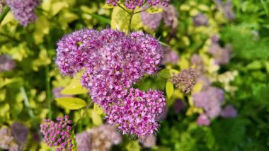 Sarı yapraklı Bush. Sarı bir çalılıkta mor çiçekler. Mavi kızılötesi ışınlar. Güzel bitki. Sıra dışı bir çiçek. Yavaş çekim videosu.