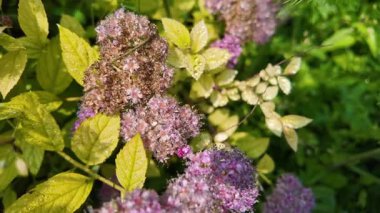 Sarı yapraklı Bush. Sarı bir çalılıkta mor çiçekler. Mavi kızılötesi ışınlar. Güzel bitki. Sıra dışı bir çiçek. Yavaş çekim videosu.