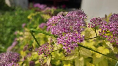 Sarı yapraklı Bush. Sarı bir çalılıkta mor çiçekler. Mavi kızılötesi ışınlar. Güzel bitki. Sıra dışı bir çiçek. Yavaş çekim videosu.