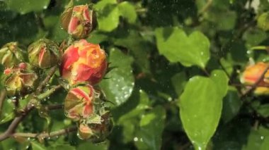 Güller ve su damlaları. Gül yaprakları üzerine yağmur damlaları ile güzel bir gül çalısı yakın çekim, bir gül bahçesinde yemyeşil bir zemin karşısında çiçek. Bırak güzel çiçekler. Su ve çiçekler..