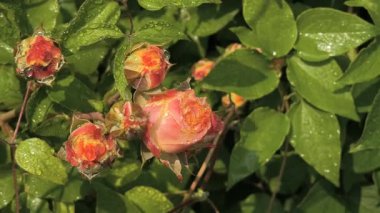 Güller ve su damlaları. Gül yaprakları üzerine yağmur damlaları ile güzel bir gül çalısı yakın çekim, bir gül bahçesinde yemyeşil bir zemin karşısında çiçek. Bırak güzel çiçekler. Su ve çiçekler..