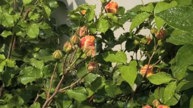 Güller ve su damlaları. Gül yaprakları üzerine yağmur damlaları ile güzel bir gül çalısı yakın çekim, bir gül bahçesinde yemyeşil bir zemin karşısında çiçek. Bırak güzel çiçekler. Su ve çiçekler..