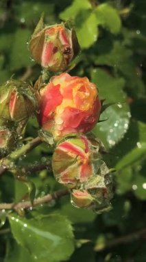 Güller ve su damlaları. Gül yaprakları üzerine yağmur damlaları ile güzel bir gül çalısı yakın çekim, bir gül bahçesinde yemyeşil bir zemin karşısında çiçek. Bırak güzel çiçekler. Su ve çiçekler..