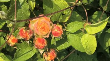 Güller ve su damlaları. Gül yaprakları üzerine yağmur damlaları ile güzel bir gül çalısı yakın çekim, bir gül bahçesinde yemyeşil bir zemin karşısında çiçek. Bırak güzel çiçekler. Su ve çiçekler..