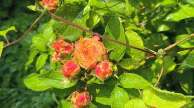 Güller ve su damlaları. Gül yaprakları üzerine yağmur damlaları ile güzel bir gül çalısı yakın çekim, bir gül bahçesinde yemyeşil bir zemin karşısında çiçek. Bırak güzel çiçekler. Su ve çiçekler..