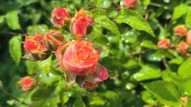 Güller ve su damlaları. Gül yaprakları üzerine yağmur damlaları ile güzel bir gül çalısı yakın çekim, bir gül bahçesinde yemyeşil bir zemin karşısında çiçek. Bırak güzel çiçekler. Su ve çiçekler..