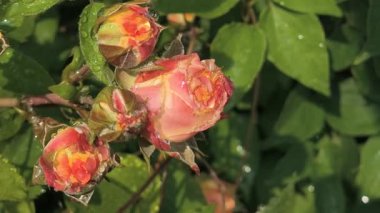 Güller ve su damlaları. Gül yaprakları üzerine yağmur damlaları ile güzel bir gül çalısı yakın çekim, bir gül bahçesinde yemyeşil bir zemin karşısında çiçek. Bırak güzel çiçekler. Su ve çiçekler..