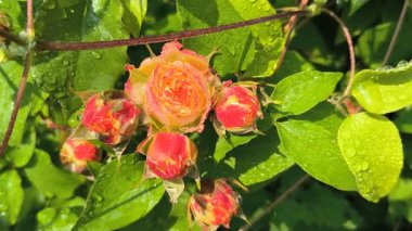 Güller ve su damlaları. Gül yaprakları üzerine yağmur damlaları ile güzel bir gül çalısı yakın çekim, bir gül bahçesinde yemyeşil bir zemin karşısında çiçek. Bırak güzel çiçekler. Su ve çiçekler..