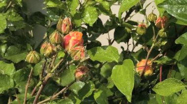 Güller ve su damlaları. Gül yaprakları üzerine yağmur damlaları ile güzel bir gül çalısı yakın çekim, bir gül bahçesinde yemyeşil bir zemin karşısında çiçek. Bırak güzel çiçekler. Su ve çiçekler..