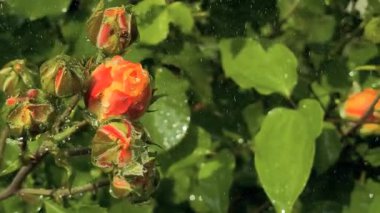 Güller ve su damlaları. Gül yaprakları üzerine yağmur damlaları ile güzel bir gül çalısı yakın çekim, bir gül bahçesinde yemyeşil bir zemin karşısında çiçek. Bırak güzel çiçekler. Su ve çiçekler..