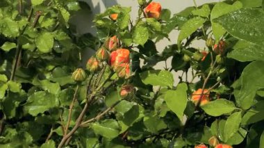 Güller ve su damlaları. Gül yaprakları üzerine yağmur damlaları ile güzel bir gül çalısı yakın çekim, bir gül bahçesinde yemyeşil bir zemin karşısında çiçek. Bırak güzel çiçekler. Su ve çiçekler..