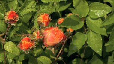 Güller ve su damlaları. Gül yaprakları üzerine yağmur damlaları ile güzel bir gül çalısı yakın çekim, bir gül bahçesinde yemyeşil bir zemin karşısında çiçek. Bırak güzel çiçekler. Su ve çiçekler..