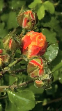 Güller ve su damlaları. Gül yaprakları üzerine yağmur damlaları ile güzel bir gül çalısı yakın çekim, bir gül bahçesinde yemyeşil bir zemin karşısında çiçek. Bırak güzel çiçekler. Su ve çiçekler..