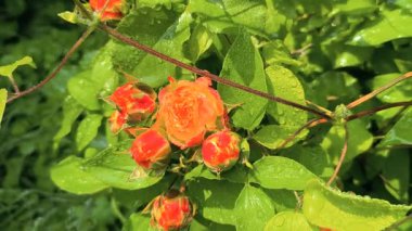 Güller ve su damlaları. Gül yaprakları üzerine yağmur damlaları ile güzel bir gül çalısı yakın çekim, bir gül bahçesinde yemyeşil bir zemin karşısında çiçek. Bırak güzel çiçekler. Su ve çiçekler..