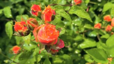 Güller ve su damlaları. Gül yaprakları üzerine yağmur damlaları ile güzel bir gül çalısı yakın çekim, bir gül bahçesinde yemyeşil bir zemin karşısında çiçek. Bırak güzel çiçekler. Su ve çiçekler..