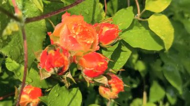 Güller ve su damlaları. Gül yaprakları üzerine yağmur damlaları ile güzel bir gül çalısı yakın çekim, bir gül bahçesinde yemyeşil bir zemin karşısında çiçek. Bırak güzel çiçekler. Su ve çiçekler..