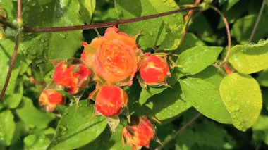 Güller ve su damlaları. Gül yaprakları üzerine yağmur damlaları ile güzel bir gül çalısı yakın çekim, bir gül bahçesinde yemyeşil bir zemin karşısında çiçek. Bırak güzel çiçekler. Su ve çiçekler..