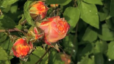 Güller ve su damlaları. Gül yaprakları üzerine yağmur damlaları ile güzel bir gül çalısı yakın çekim, bir gül bahçesinde yemyeşil bir zemin karşısında çiçek. Bırak güzel çiçekler. Su ve çiçekler..