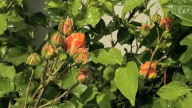 Güller ve su damlaları. Gül yaprakları üzerine yağmur damlaları ile güzel bir gül çalısı yakın çekim, bir gül bahçesinde yemyeşil bir zemin karşısında çiçek. Bırak güzel çiçekler. Su ve çiçekler..