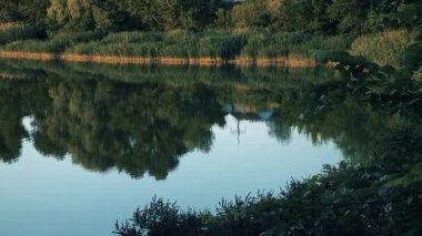 Nehirli yaz manzarası. Nehirdeki yansıma. Küçük güzel göl.