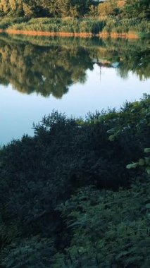 Nehirli yaz manzarası. Nehirdeki yansıma. Küçük güzel göl.