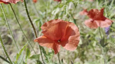 Kırmızı gelincikler yavaş çekim videosu. Rüzgarda sallanan kırmızı haşhaş tarlasının yavaş çekim videosu ve 4K çözünürlükte canlı renkler. Gün batımında gelincik çiçekleri, yakın plan, bulanık arkaplan. Video HLG biçiminde.