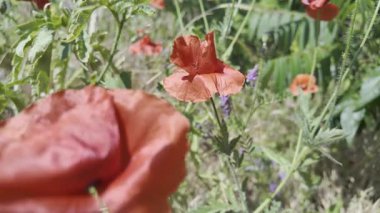 Kırmızı gelincikler yavaş çekim videosu. Rüzgarda sallanan kırmızı haşhaş tarlasının yavaş çekim videosu ve 4K çözünürlükte canlı renkler. Gün batımında gelincik çiçekleri, yakın plan, bulanık arkaplan. Video HLG biçiminde.