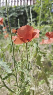 Kırmızı gelincikler yavaş çekim videosu. Rüzgarda sallanan kırmızı haşhaş tarlasının yavaş çekim videosu ve 4K çözünürlükte canlı renkler. Gün batımında gelincik çiçekleri, yakın plan, bulanık arkaplan. Video HLG biçiminde.