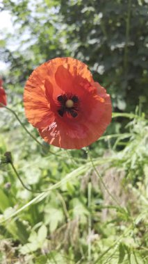 Kırmızı gelincikler yavaş çekim videosu. Rüzgarda sallanan kırmızı haşhaş tarlasının yavaş çekim videosu ve 4K çözünürlükte canlı renkler. Gün batımında gelincik çiçekleri, yakın plan, bulanık arkaplan. Video HLG biçiminde.