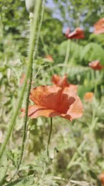 Kırmızı gelincikler yavaş çekim videosu. Rüzgarda sallanan kırmızı haşhaş tarlasının yavaş çekim videosu ve 4K çözünürlükte canlı renkler. Gün batımında gelincik çiçekleri, yakın plan, bulanık arkaplan. Video HLG biçiminde.