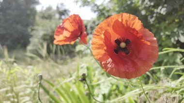 Kırmızı gelincikler yavaş çekim videosu. Rüzgarda sallanan kırmızı haşhaş tarlasının yavaş çekim videosu ve 4K çözünürlükte canlı renkler. Gün batımında gelincik çiçekleri, yakın plan, bulanık arkaplan. Video HLG biçiminde.