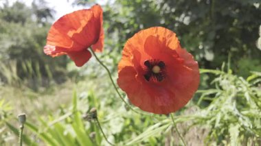 Kırmızı gelincikler yavaş çekim videosu. Rüzgarda sallanan kırmızı haşhaş tarlasının yavaş çekim videosu ve 4K çözünürlükte canlı renkler. Gün batımında gelincik çiçekleri, yakın plan, bulanık arkaplan. Video HLG biçiminde.