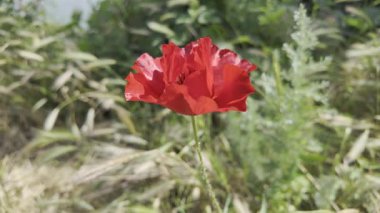 Kırmızı gelincikler yavaş çekim videosu. Rüzgarda sallanan kırmızı haşhaş tarlasının yavaş çekim videosu ve 4K çözünürlükte canlı renkler. Gün batımında gelincik çiçekleri, yakın plan, bulanık arkaplan. Video HLG biçiminde.