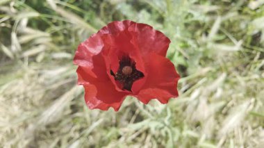 Kırmızı gelincikler yavaş çekim videosu. Rüzgarda sallanan kırmızı haşhaş tarlasının yavaş çekim videosu ve 4K çözünürlükte canlı renkler. Gün batımında gelincik çiçekleri, yakın plan, bulanık arkaplan. Video HLG biçiminde.