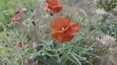 Kırmızı gelincikler yavaş çekim videosu. Rüzgarda sallanan kırmızı haşhaş tarlasının yavaş çekim videosu ve 4K çözünürlükte canlı renkler. Gün batımında gelincik çiçekleri, yakın plan, bulanık arkaplan. Video HLG biçiminde.