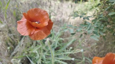 Kırmızı gelincikler yavaş çekim videosu. Rüzgarda sallanan kırmızı haşhaş tarlasının yavaş çekim videosu ve 4K çözünürlükte canlı renkler. Gün batımında gelincik çiçekleri, yakın plan, bulanık arkaplan. Video HLG biçiminde.