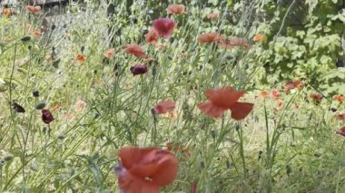 Kırmızı gelincikler yavaş çekim videosu. Rüzgarda sallanan kırmızı haşhaş tarlasının yavaş çekim videosu ve 4K çözünürlükte canlı renkler. Gün batımında gelincik çiçekleri, yakın plan, bulanık arkaplan. Video HLG biçiminde.