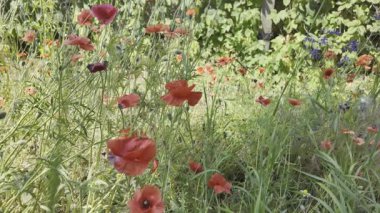 Kırmızı gelincikler yavaş çekim videosu. Rüzgarda sallanan kırmızı haşhaş tarlasının yavaş çekim videosu ve 4K çözünürlükte canlı renkler. Gün batımında gelincik çiçekleri, yakın plan, bulanık arkaplan. Video HLG biçiminde.
