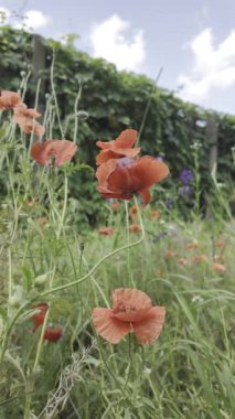 Kırmızı gelincikler yavaş çekim videosu. Rüzgarda sallanan kırmızı haşhaş tarlasının yavaş çekim videosu ve 4K çözünürlükte canlı renkler. Gün batımında gelincik çiçekleri, yakın plan, bulanık arkaplan. Video HLG biçiminde.