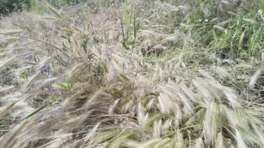 Rüzgarda sallanan çimenlerin kuru sivri uçları gibi. Kuru otlar. Yavaş film 4K VIDEO. Uzun çimenlerin kuru çivileri gökyüzüne doğru sallanıyor. video HLG biçiminde.