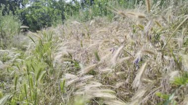 Rüzgarda sallanan çimenlerin kuru sivri uçları gibi. Kuru otlar. Yavaş film 4K VIDEO. Uzun çimenlerin kuru çivileri gökyüzüne doğru sallanıyor. video HLG biçiminde.