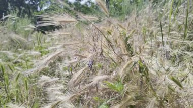 Rüzgarda sallanan çimenlerin kuru sivri uçları gibi. Kuru otlar. Yavaş film 4K VIDEO. Uzun çimenlerin kuru çivileri gökyüzüne doğru sallanıyor. video HLG biçiminde.