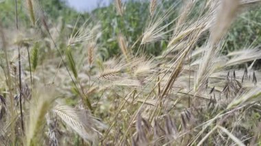 Rüzgarda sallanan çimenlerin kuru sivri uçları gibi. Kuru otlar. Yavaş film 4K VIDEO. Uzun çimenlerin kuru çivileri gökyüzüne doğru sallanıyor. video HLG biçiminde.