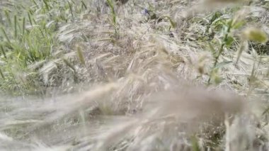 Rüzgarda sallanan çimenlerin kuru sivri uçları gibi. Kuru otlar. Yavaş film 4K VIDEO. Uzun çimenlerin kuru çivileri gökyüzüne doğru sallanıyor. video HLG biçiminde.