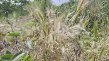 Rüzgarda sallanan çimenlerin kuru sivri uçları gibi. Kuru otlar. Yavaş film 4K VIDEO. Uzun çimenlerin kuru çivileri gökyüzüne doğru sallanıyor. video HLG biçiminde.